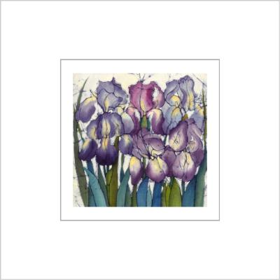 No. 508 Flag Iris - signed Small Print.